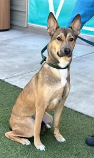 Nova