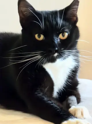 MIA