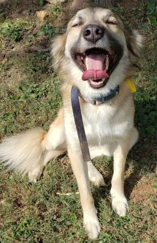 Pepper