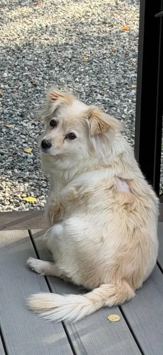 Lola