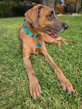 Scooby Doo
