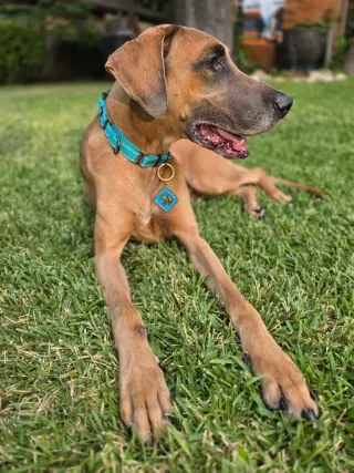 Scooby Doo