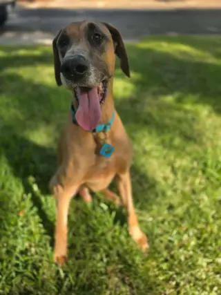 Scooby Doo