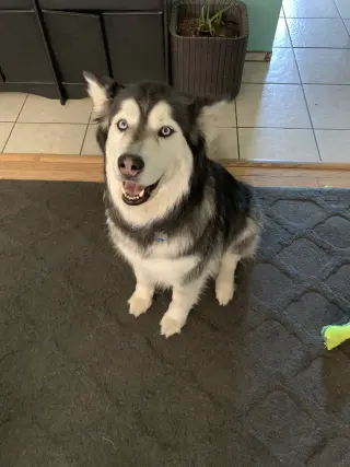Cato