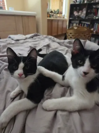 Nemo BONDED with Kermit