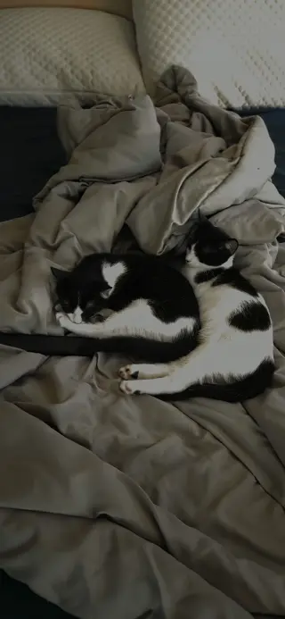 Nemo BONDED with Kermit