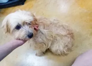 Strudel (no more applications)