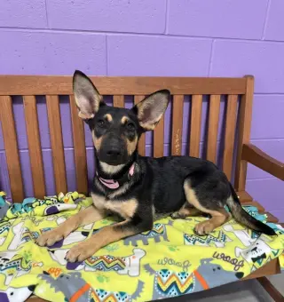 **ATHENA**