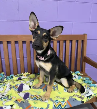 **ATHENA**