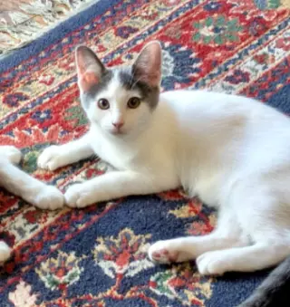 Henrika (bonded w/ Bellarina)