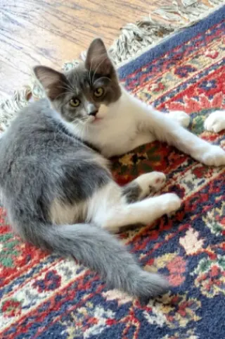 Bellarina (bonded w/ Henrika)