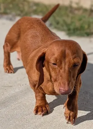 Rosie in TN