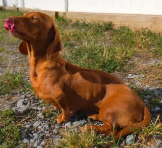 Rosie in TN