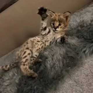gatitos #savannah