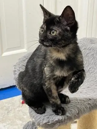 KITTEN SKITTLES