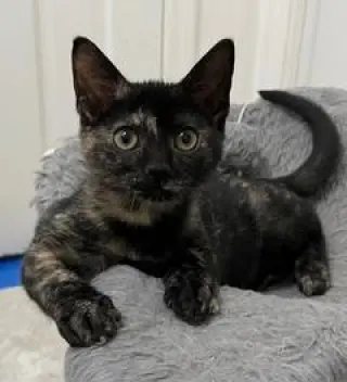 KITTEN SKITTLES
