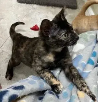KITTEN CHECKERS