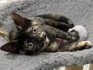 KITTEN CHECKERS