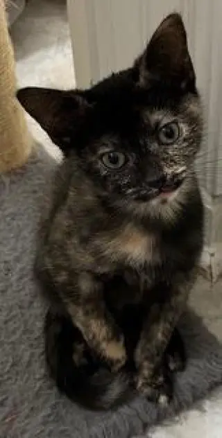 KITTEN CHECKERS