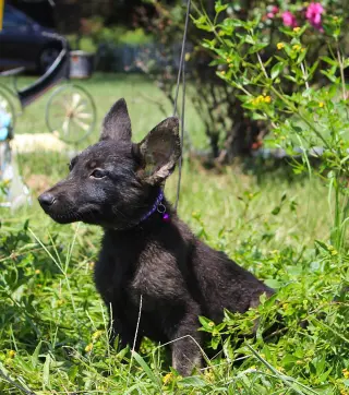 Zane 8/10 weeks Neuter Contract Required $425
