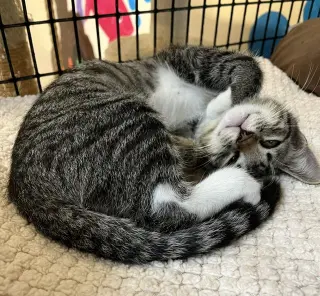 Kitten Abu