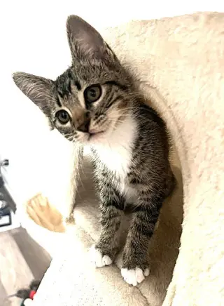 Kitten Abu