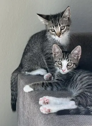 Kitten Abu