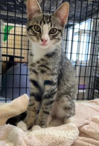 Kitten Ariel