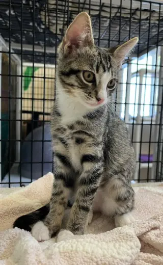 Kitten Ariel