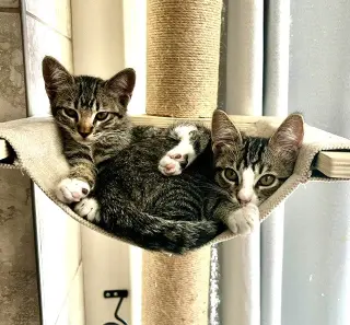 Kitten Ariel