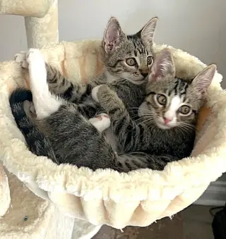 Kitten Ariel
