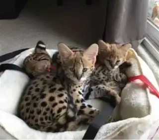 Adorable #savannah kittens