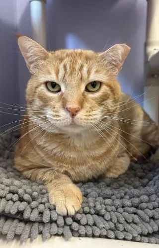 Oakie the Acorn