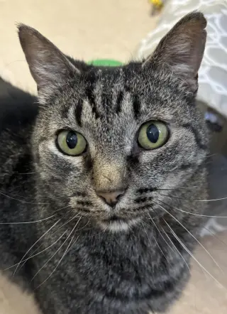 Pico