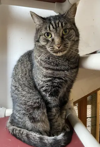 Pico