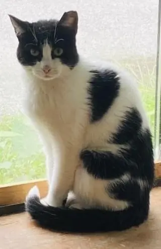 Kitty