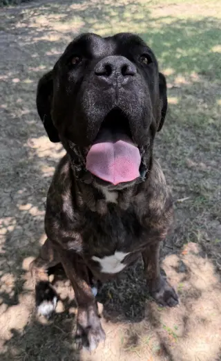 Nala