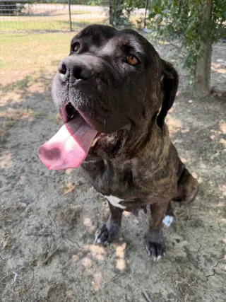 Nala