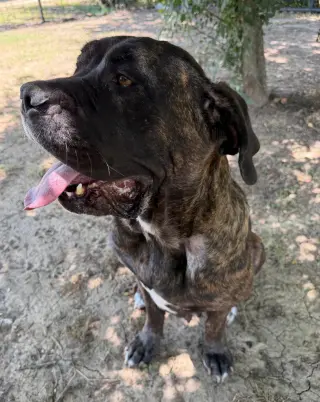 Nala