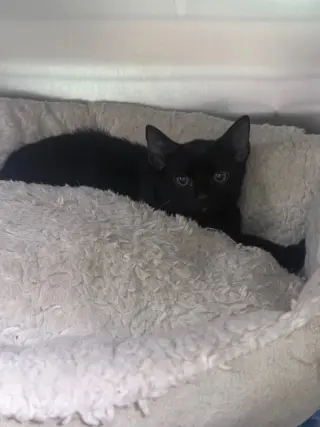 Nyx