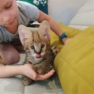 HERMOSOS GATITOS F1 SAVANNAH