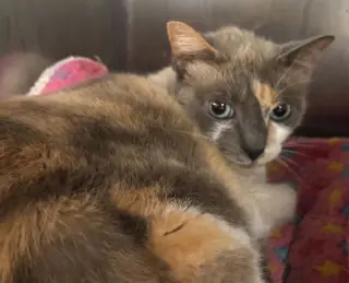 Elvis Purrsley