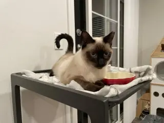 Mocha