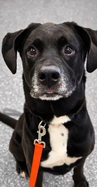 Baxter