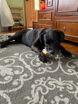 Baxter