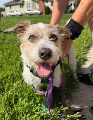 Dougie