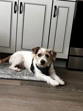Dougie