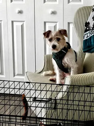 Dougie