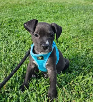 Beau