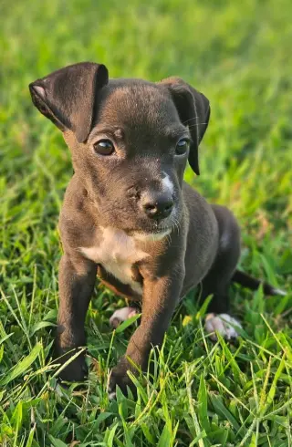 Beau